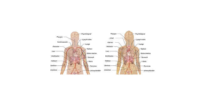 kidney