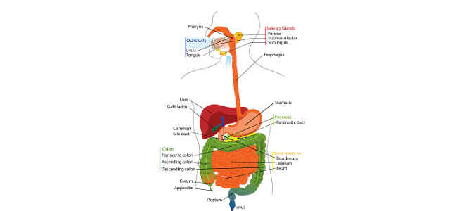 liver