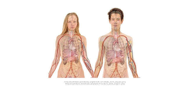 liver