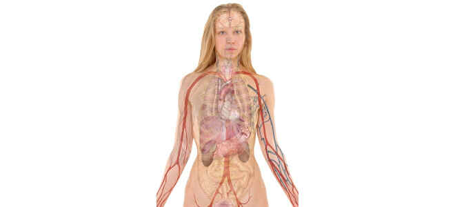 bronchial