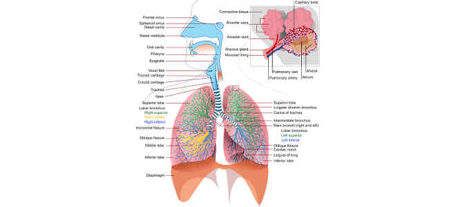 lung