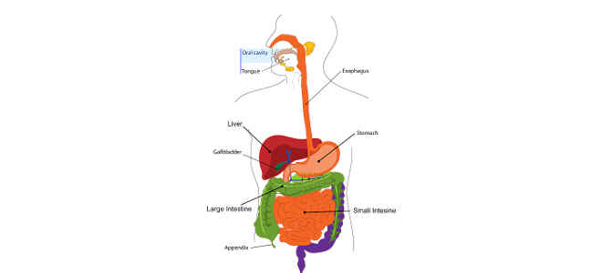 pancreas