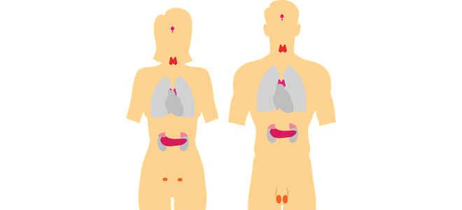 pancreas